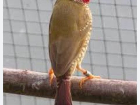 recherche de femelle rufficauda 0 14340 Cambremer