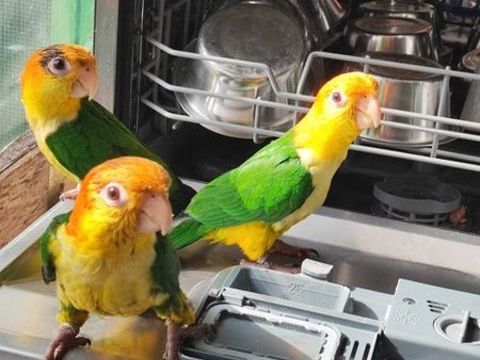 ca&iuml;ques &agrave; ventre blanc
500 38300 Bourgoin-jallieu