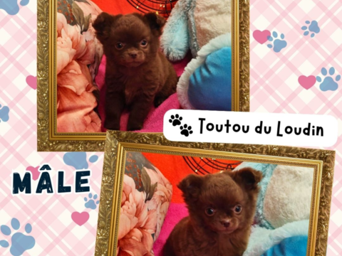 Chiot chihuahua m&acirc;le poils longs 1000 18140 Pr�cy
