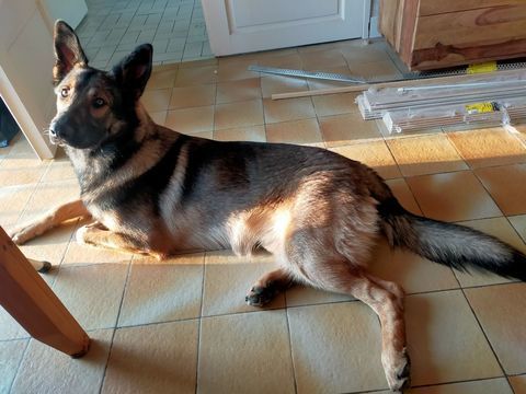 Berger allemand croisé malinois  0 86220 Dang-saint-romain