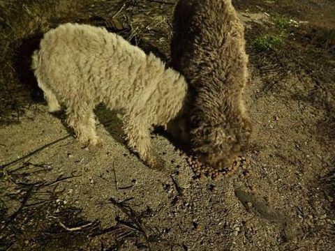 Un m&acirc;le et une femelle Lagotto Romagnolo 3 ans 0 59300 Valenciennes