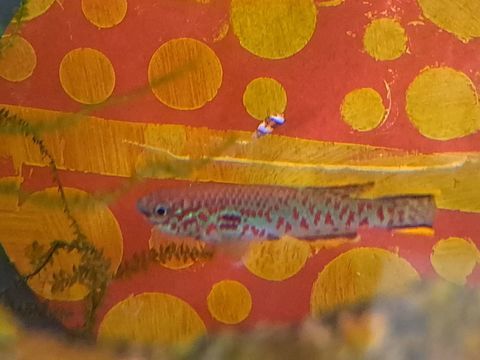 Killi Gardneri m&acirc;le 0 59810 Lesquin