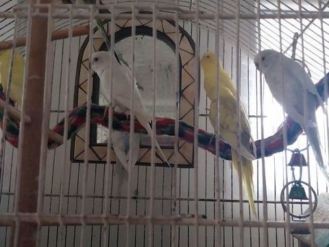 Perruches ondulées 10 09100 Saint-jean-du-falga