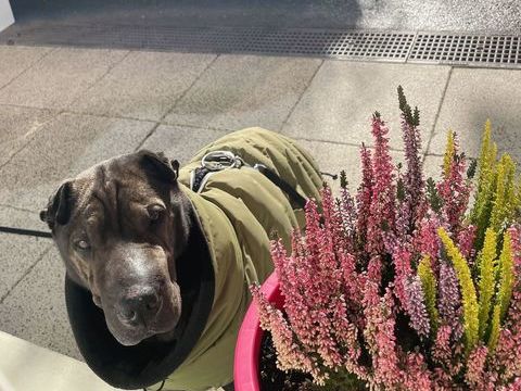 Sharpei plein d'amour 0 74500 �vian-les-bains