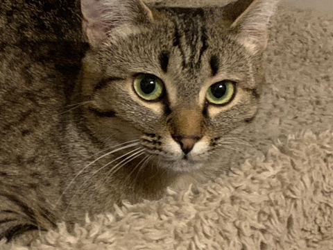 Cupidon 100 44000 Nantes