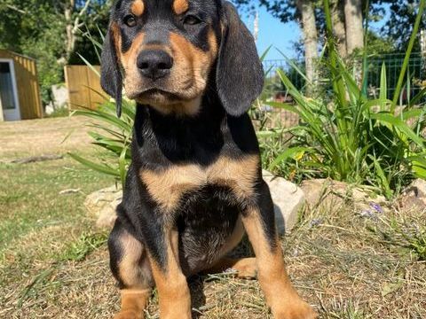 Plus que 2 chiots disponibles! De petits c?urs &agrave; adopter 0 29570 Camaret-sur-mer