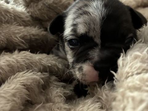 3 chiots donc 2 m&acirc;les et une femelle 1500 30130 Pont-saint-esprit