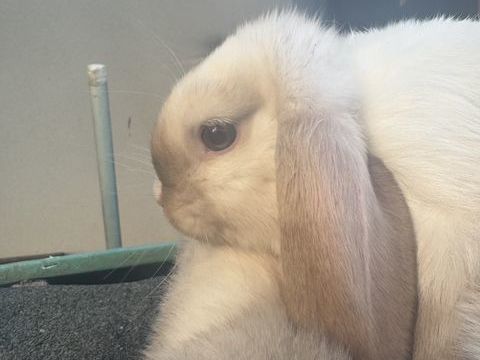 Lapin belier nain 0 91700 Fleury-mrogis