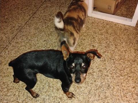 A donner contre bon doin 0 27170 Beaumont-le-roger