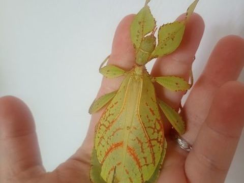 Phasmes phyllium tobeloense 5 86490 Beaumont