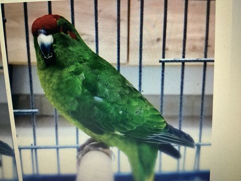 Couple Kakariki 60 33450 Saint-sulpice-et-cameyrac