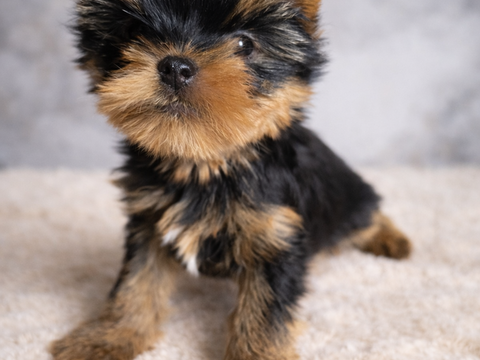 Superbe chiot yorkshire m&acirc;le 2150 38140 Apprieu