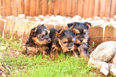 chiots yorkshire,york 1100 83170 Brignoles