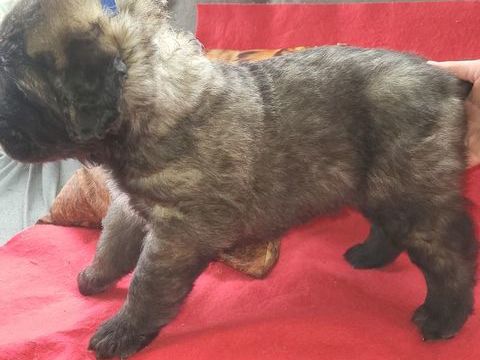 Chiot leonberg  
1700 50150 Sourdeval