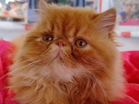 ARES DU DOMAINE AUX IRIS 1610 78840 Moisson