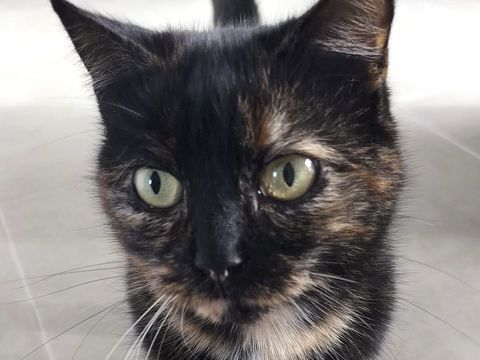 Adoption Cl&eacute;o 0 91600 Savigny-sur-orge