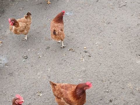 poules pondeuses 15 47550 Bo�