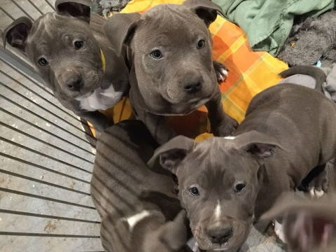 Chiot am&eacute;ricain staffordshire terrier 1200 44670 La chapelle-glain