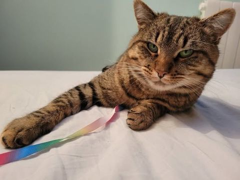 Chat MOISE &agrave; l adoption 200 26460 Le po�t-c�lard