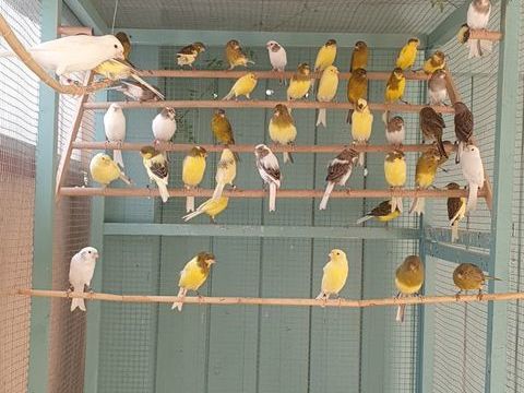 Canaris timbrado chanteur 0 66250 Saint-laurent-de-la-salanque