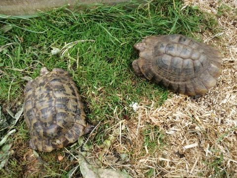 Propose tortues graeca femelles  adultes 250 17300 Rochefort