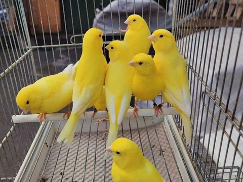 Canaris couleurs Jaunes
25 40000 Mont-de-marsan