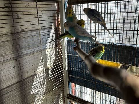 Perruche ondulée 10 13940 Mollgs