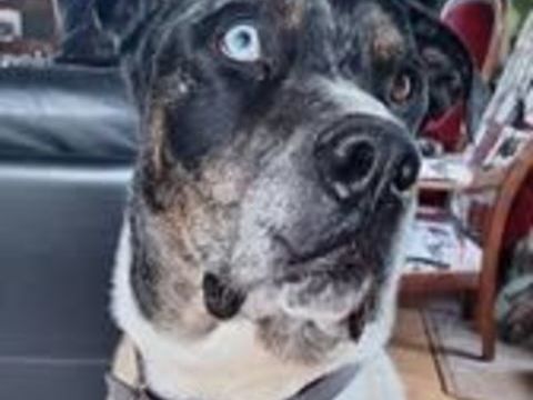 Chien WILLOW à l adoption 80 34380 Saint-martin-de-londres