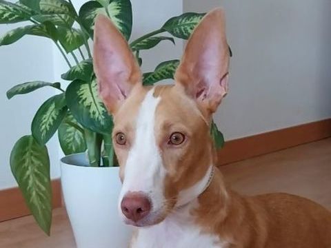 ESTRELLA 300 27620 Gasny