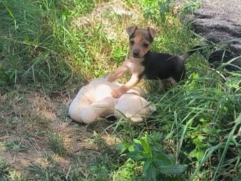 Chiot femelle crois&eacute; chihuahua 800 84120 Pertuis