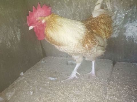  coq 10 72300 Sabl-sur-sarthe