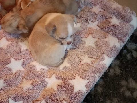 Chiot chihuahua poil court 850 60400 Noyon