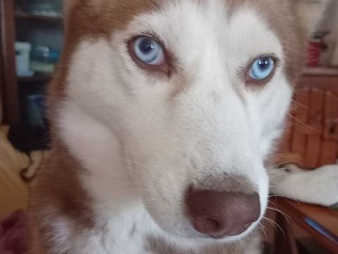 Donne contre bons Soins husky de 2 ans 0 19220 Saint-privat