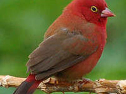 C&egrave;de divers oiseaux 40 45380 Chaingy