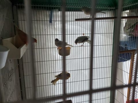 Canari 25 62970 Courcelles-l�s-lens