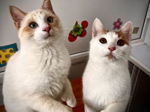 Chatons mignons et adorables 250 82190 Miramont-de-quercy