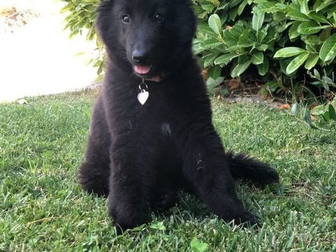 CHIOTS GROENENDAELS LOF LIGNEE BEAUTE 890 83630 R�gusse