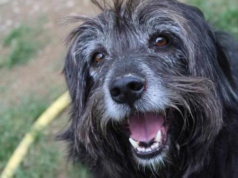 Max le chien qui sourit 90 35150 Chanteloup