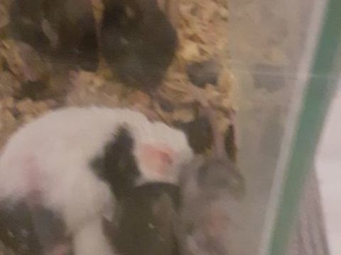 Plusieurs souris domestique en différentes couleurs 1 88150 Thaon-les-vosges