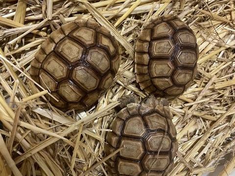 Tortue sulcata 90 77120 Coulommiers