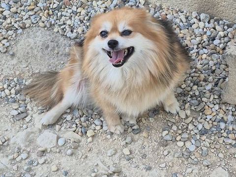 spitz  femelle  adulte  lof 480 17400 Saint-denis-du-pin