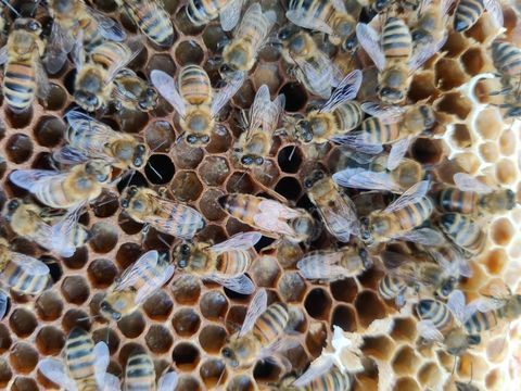 R&eacute;cup&egrave;re essaims d'abeilles gratuitement 0 59173 Blaringhem