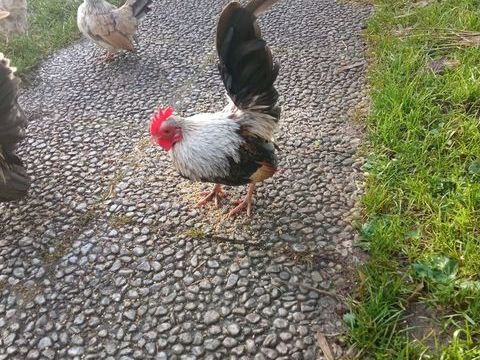 Serama 8 44460 F�gr�ac