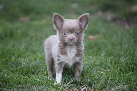 Chihuahua male 800 11210 Port-la-nouvelle