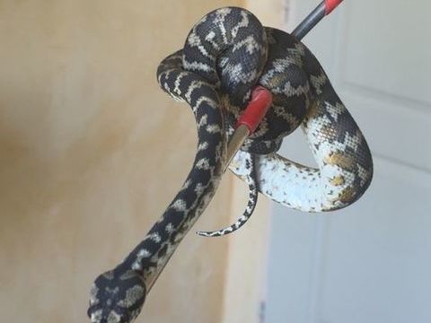 Python regius et morelia McDo 0 26200 Montélimar