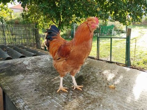 Jeunes coqs 10 64120 Masparraute