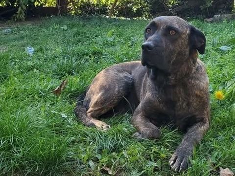 Chien RUBY &agrave; l adoption 210 26130 Saint-restitut