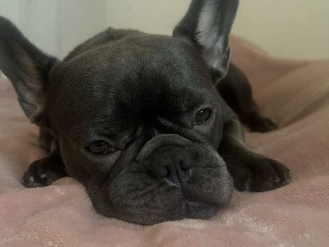 Tr&egrave;s belle bouledogue fran&ccedil;aise femelle, gris fonc&eacute; 700 13008 Marseille