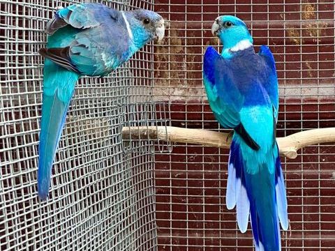 Perruche barnard bleu 230 24000 P�rigueux