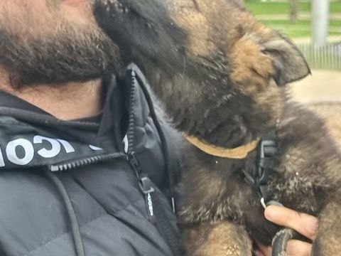 Chiots Berger Allemand dos droit non lof 800 85370 Mouzeuil-saint-martin